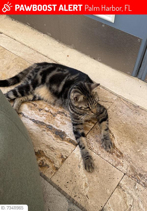 Lost Male Cat last seen Lansbrook pkwy. And Highgate Blvd., Palm Harbor, FL 34685