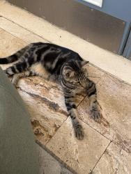 Lost Male Cat last seen Lansbrook pkwy. And Highgate Blvd., Palm Harbor, FL 34685