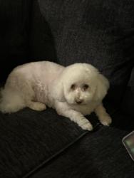 Reunited Female Dog last seen Near Camden st, Fremont, CA 94536