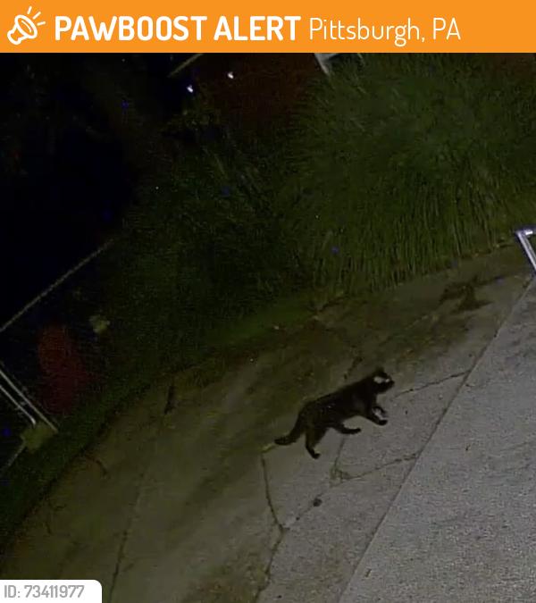 Found/Stray Unknown Cat last seen Sirius Street off of Colby, Pittsburgh, PA 15214