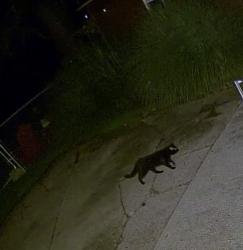 Found/Stray Unknown Cat last seen Sirius Street off of Colby, Pittsburgh, PA 15214