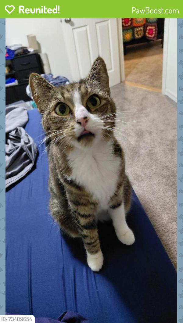 Reunited Female Cat last seen Sabal Club apmts, Longwood, FL 32779