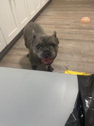 Reunited Female Dog last seen Victoria Ave, Highland, CA, USA, Highland, CA 92346