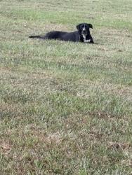 Found/Stray Unknown Dog last seen Near Baker Walmart, East Baton Rouge Parish, LA 70714