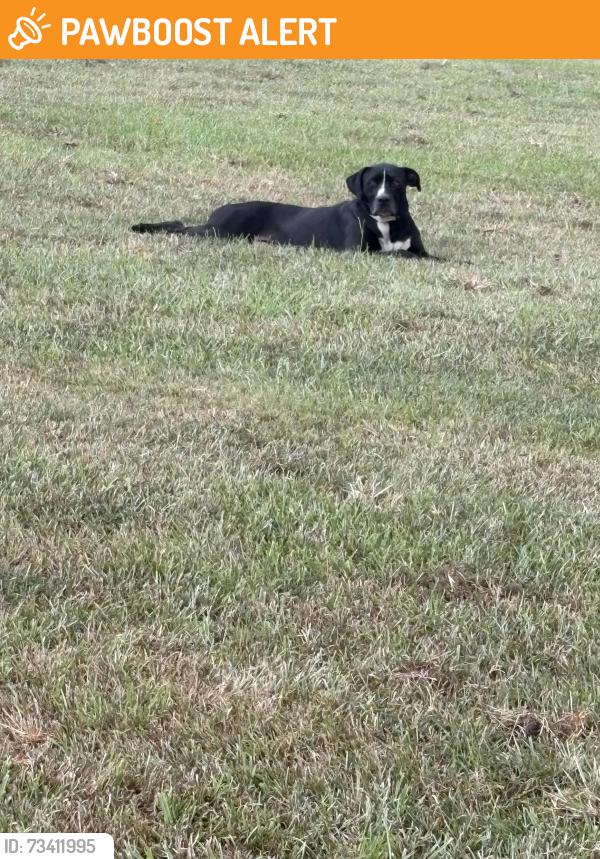 Found/Stray Unknown Dog last seen Near Baker Walmart, East Baton Rouge Parish, LA 70714