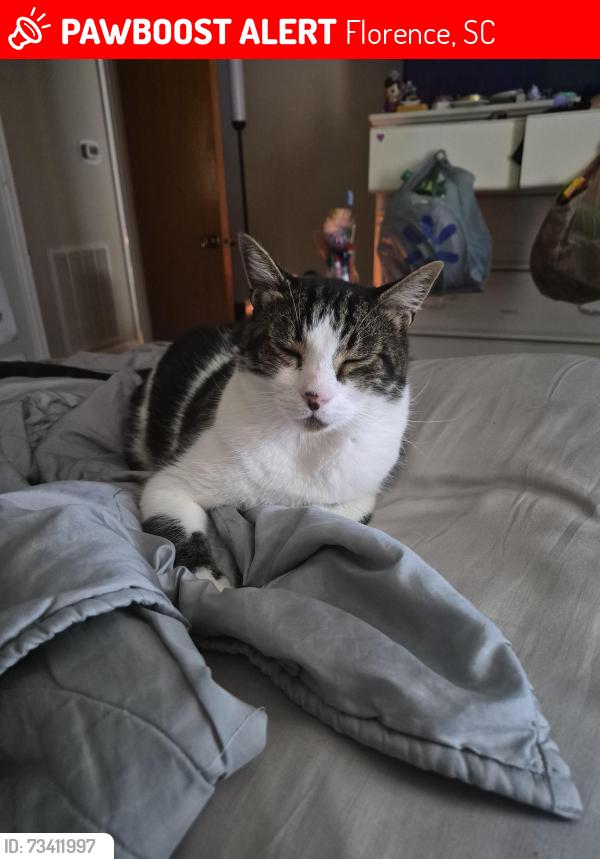 Lost Male Cat last seen Rivergate drive, Florence, SC 29501