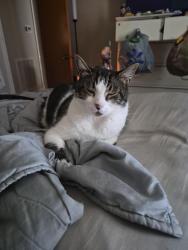 Lost Male Cat last seen Rivergate drive, Florence, SC 29501