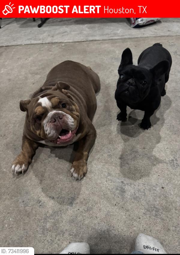 Lost Female Dog last seen Wilderness point Dr, Houston, TX 77339