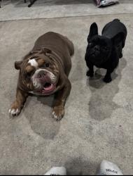 Lost Female Dog last seen Wilderness point Dr, Houston, TX 77339