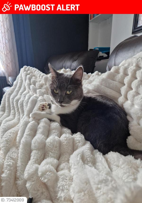Lost Male Cat last seen Knutton, Newcastle-under-Lyme, England 
