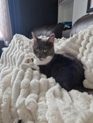 Lost Male Cat last seen Knutton, Newcastle-under-Lyme, England 