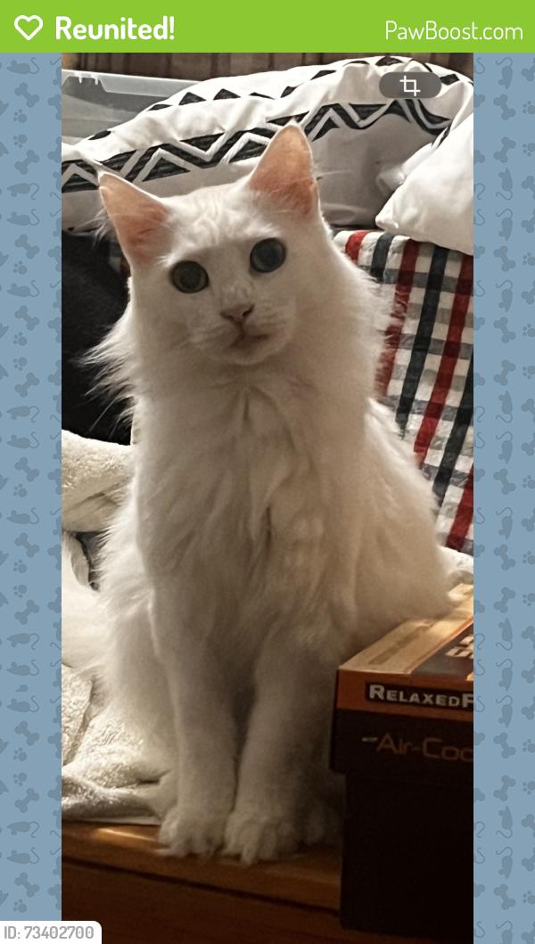 Reunited Female Cat last seen 21st street, Dalton Pike, treasury Dr, Cloverleaf Circle, Cleveland, TN 37311