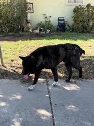 Reunited Male Dog last seen Girard st and E Devonshire Ave, Hemet, CA 92544