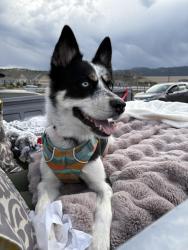 Lost Female Dog last seen Near Montfort park, Greeley, CO 80634