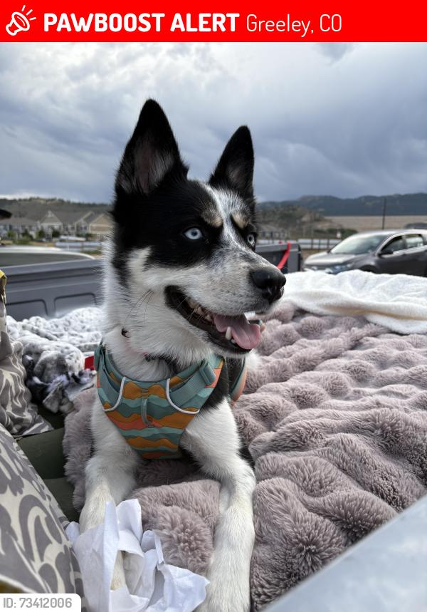 Lost Female Dog last seen Near Montfort park, Greeley, CO 80634