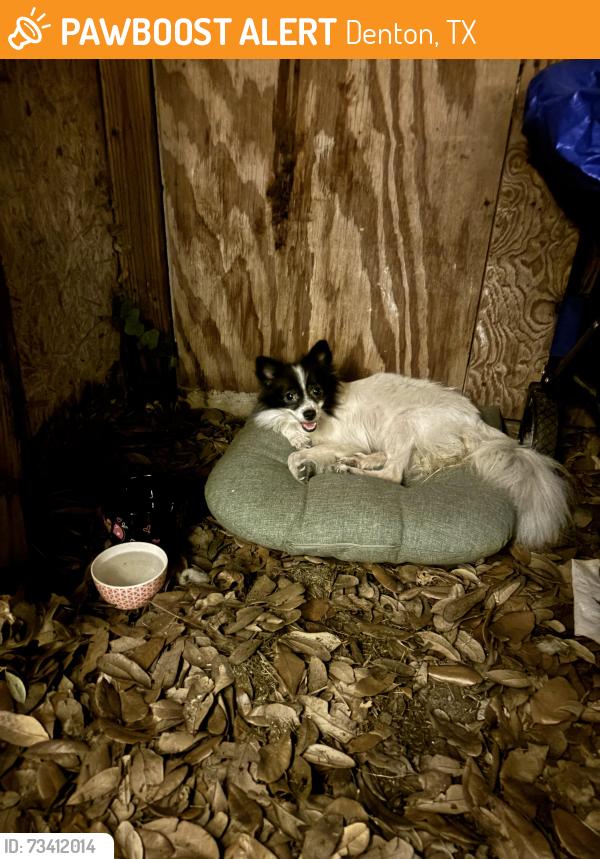 Found/Stray Unknown Dog last seen Northlakes Park, Denton, TX 76201