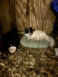 Found/Stray Unknown Dog last seen Northlakes Park, Denton, TX 76201