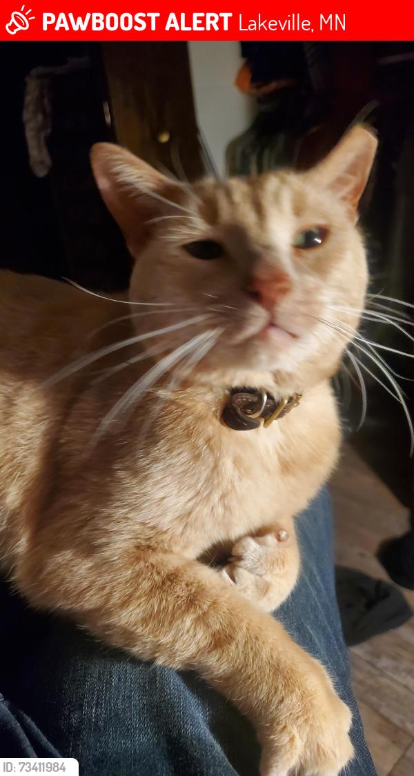 Lost Male Cat last seen Off of 210 north of the South high school. A few blocks from Lakeview Elementary, Lakeville, MN 55044