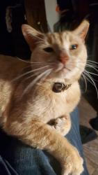Lost Male Cat last seen Off of 210 north of the South high school. A few blocks from Lakeview Elementary, Lakeville, MN 55044
