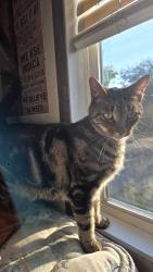 Lost Male Cat last seen Sun Valley, Jackson, MI 49202