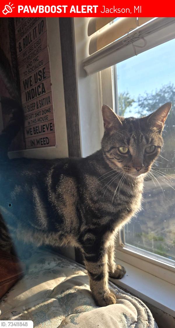 Lost Male Cat last seen Sun Valley, Jackson, MI 49202