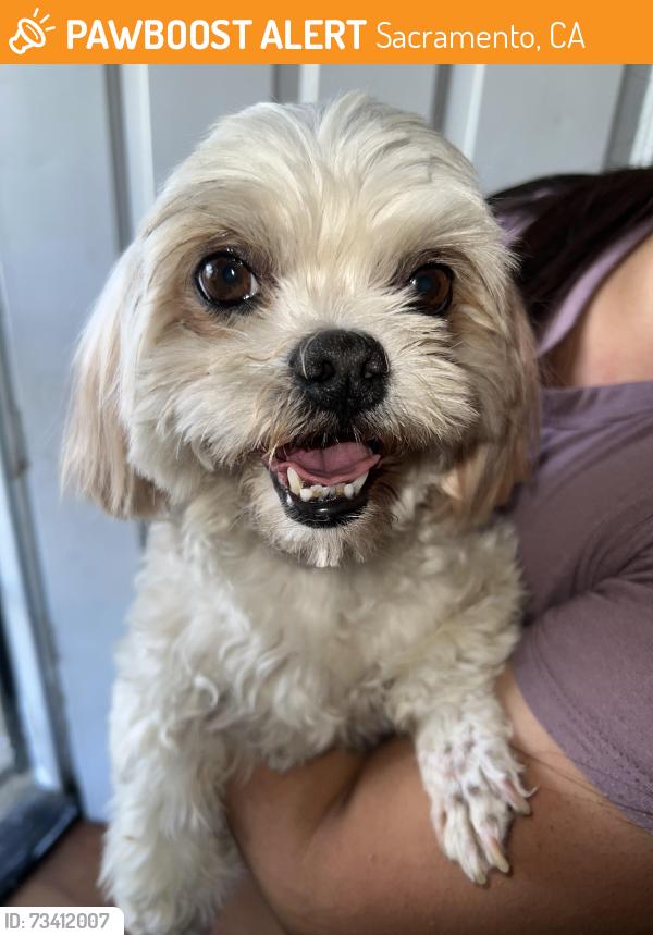 Found/Stray Female Dog last seen 37th ave, Sacramento, CA 95824