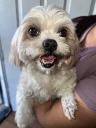 Found/Stray Female Dog last seen 37th ave, Sacramento, CA 95824