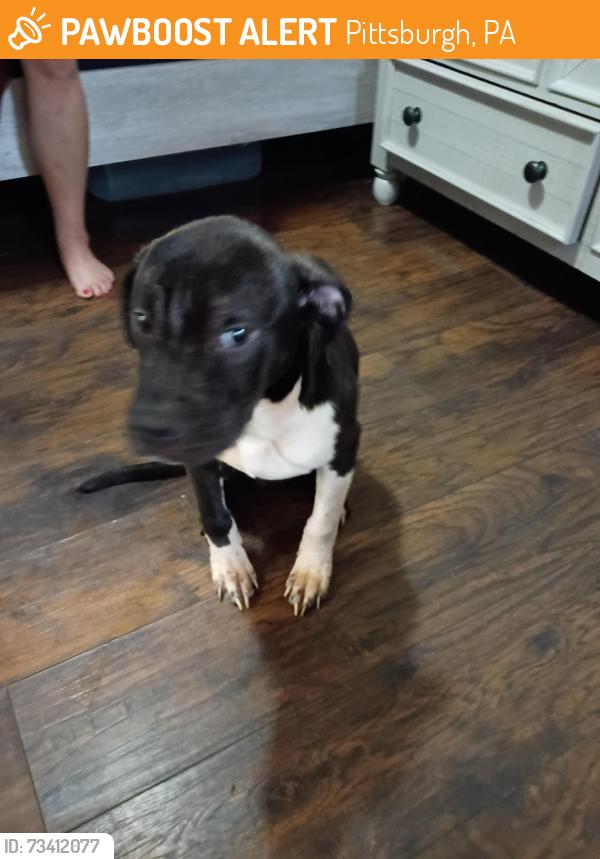 Found/Stray Male Dog last seen Becks Run and Wagner St, Pittsburgh, PA 15210