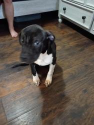 Found/Stray Male Dog last seen Becks Run and Wagner St, Pittsburgh, PA 15210
