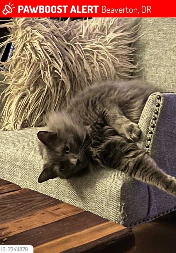 Lost Male Cat last seen NW 170th Pl and NW 173rd ave, Beaverton, OR 97006