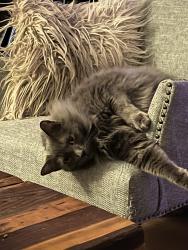 Lost Male Cat last seen NW 170th Pl and NW 173rd ave, Beaverton, OR 97006