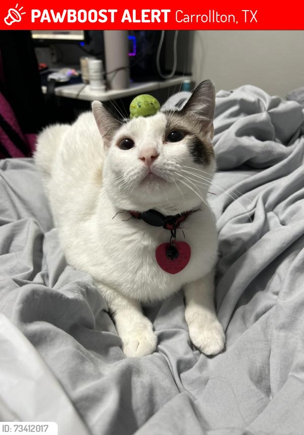 Lost Male Cat last seen Country Square Dr and Marsh Lane near Oakhaven apmts, Carrollton, TX 75006
