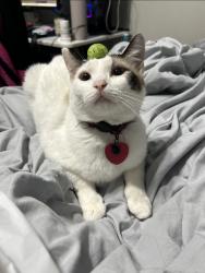 Lost Male Cat last seen Country Square Dr and Marsh Lane near Oakhaven apmts, Carrollton, TX 75006
