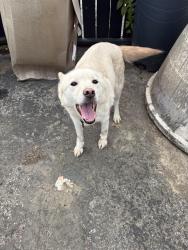 Found/Stray Female Dog last seen 37th and bank by the kroger, Louisville, KY 40212