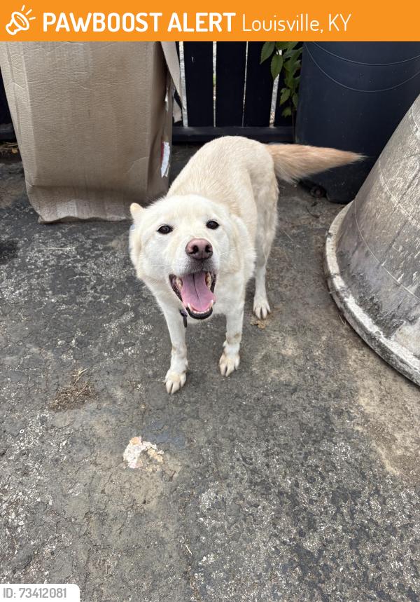 Found/Stray Female Dog last seen 37th and bank by the kroger, Louisville, KY 40212