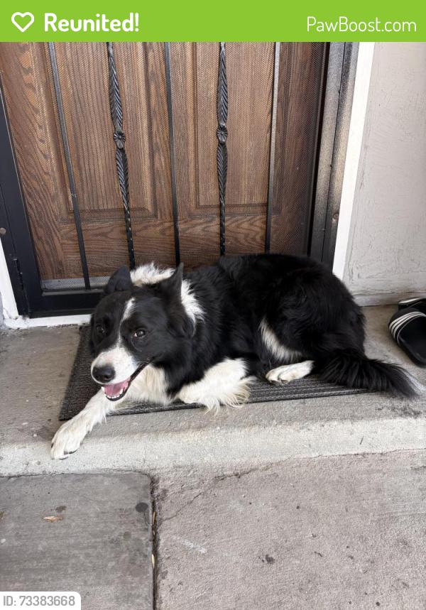 Reunited Unknown Dog last seen Umbarger and McLaughlin, San Jose, CA 95121