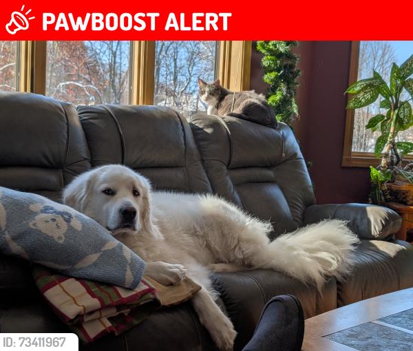 Lost Male Dog last seen Viberg and Hosler, Cedar Creek Township, IN 46765