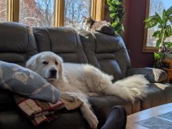 Lost Male Dog last seen Viberg and Hosler, Cedar Creek Township, IN 46765