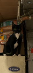 Lost Female Cat last seen Buckman Rd & Janna Lee Ave, Alexandria / Woodlawn, Fairfax County, VA, Woodlawn, VA 22309