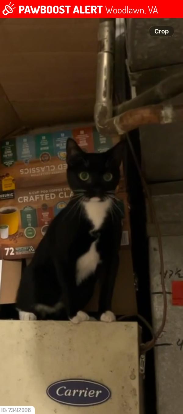 Lost Female Cat last seen Buckman Rd & Janna Lee Ave, Alexandria / Woodlawn, Fairfax County, VA, Woodlawn, VA 22309