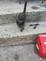 Found/Stray Unknown Cat last seen English rd, Greensboro, NC 27401