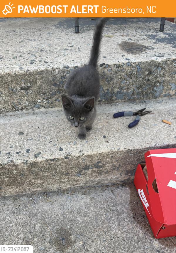 Found/Stray Unknown Cat last seen English rd, Greensboro, NC 27401
