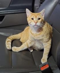 Lost Male Cat last seen Strathcona, Calgary, AB T3H 1J7
