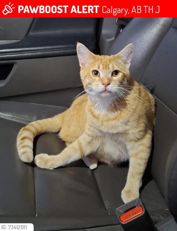 Lost Male Cat last seen Strathcona, Calgary, AB T3H 1J7