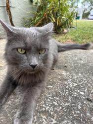 Lost Male Cat last seen August Lane & Swartz road, Kansas City, KS 66106