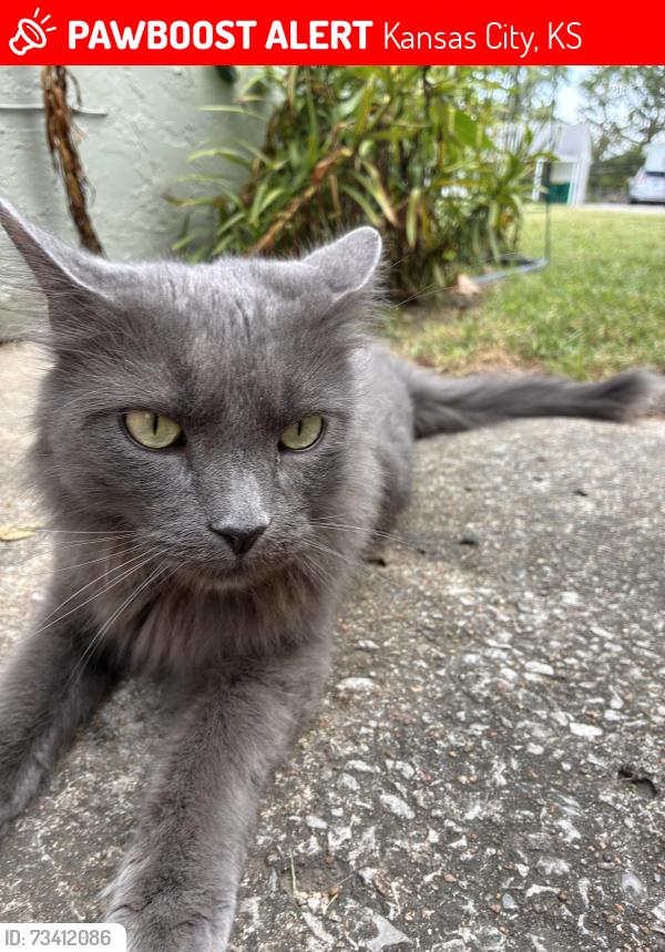 Lost Male Cat last seen August Lane & Swartz road, Kansas City, KS 66106