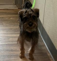 Shelter Stray Female Dog last seen Near Wightman Street, San Diego, CA, 92105, 5500 Gaines St, San Diego, CA 92110, USA