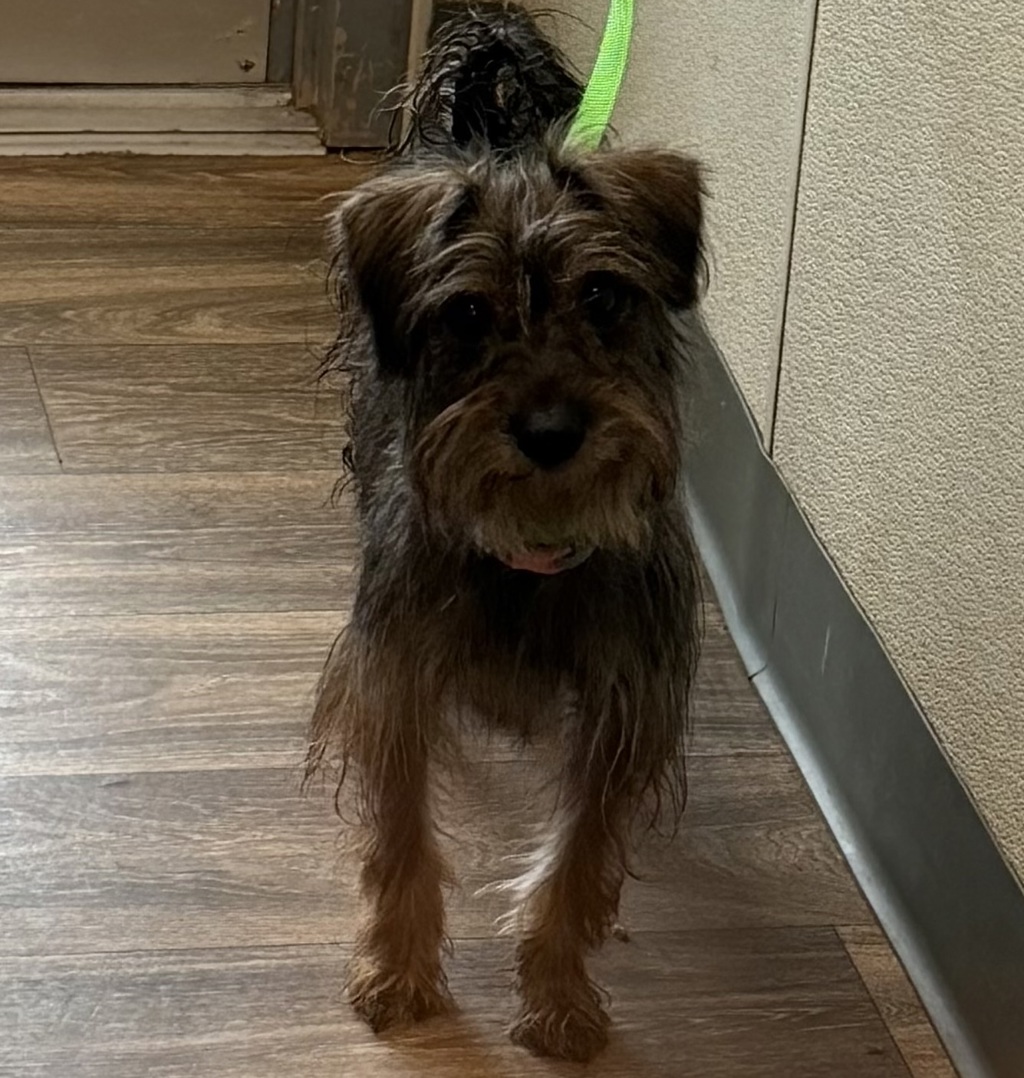 Shelter Stray Female Dog last seen Near Wightman Street, San Diego, CA, 92105, 5500 Gaines St, San Diego, CA 92110, USA