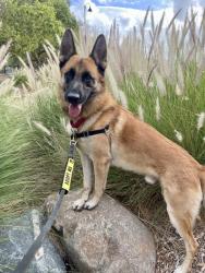 Shelter Stray Male Dog last seen Near Kaplan Drive, San Diego, CA, 92123, El Cajon, CA 92020, USA