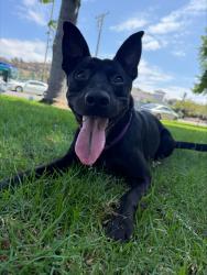 Shelter Stray Male Dog last seen Near Misty Lane, Oceanside, CA, 92056, Oceanside, CA 92058, USA
